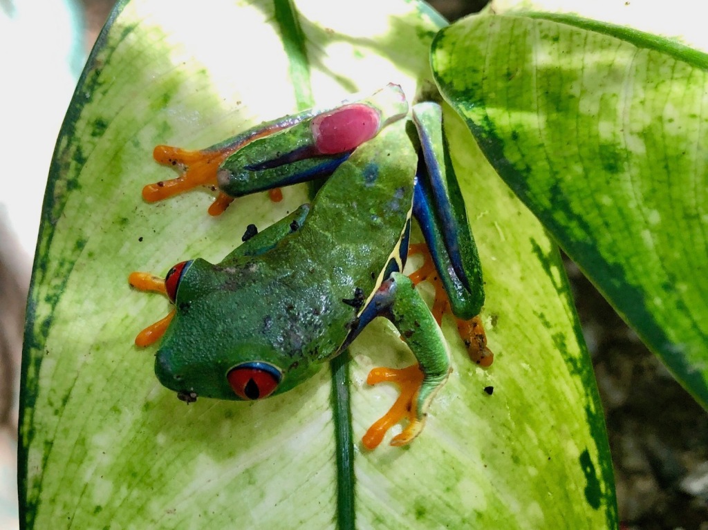 The Monster Guide to the Animals of Costa Rica