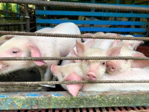 Pigs in Costa Rica